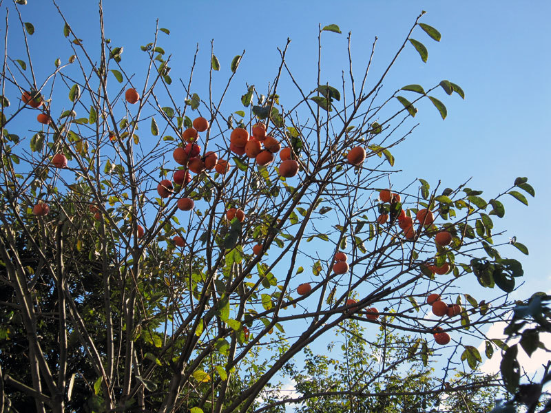 $オーラソーマ　総合情報サイト　ブログ-鎌倉の秋の植物・1
