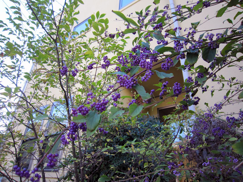 $オーラソーマ　総合情報サイト　ブログ-鎌倉の秋の植物・2