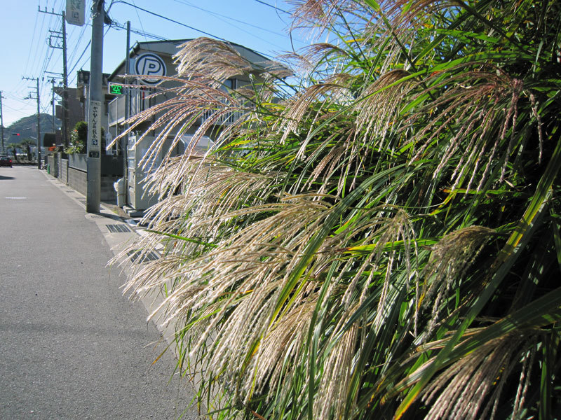 $オーラソーマ　総合情報サイト　ブログ-鎌倉の秋の植物・3