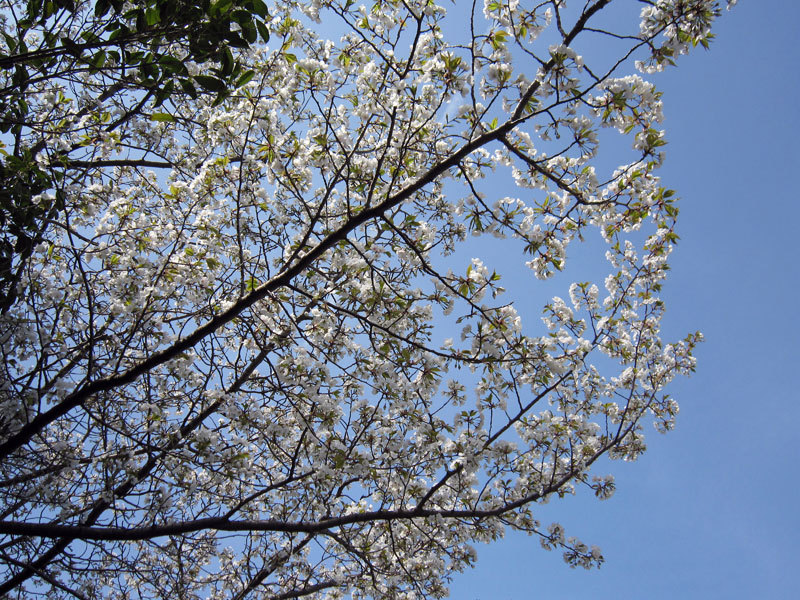$オーラソーマ　総合情報サイト　ブログ-春の花便り11